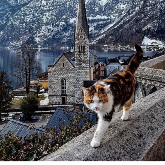 ilse_cat